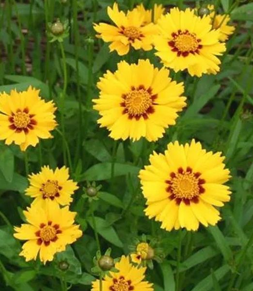 Coreopsis grandiflora 'Sterntaler'